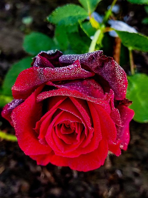 Роза чайно-гибридная Норита